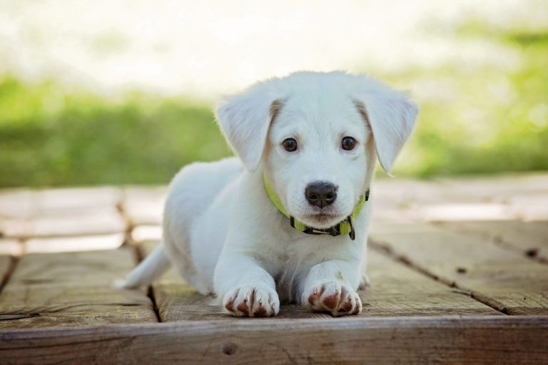 guarda-y-custodia-mascota-separacion-divorcio